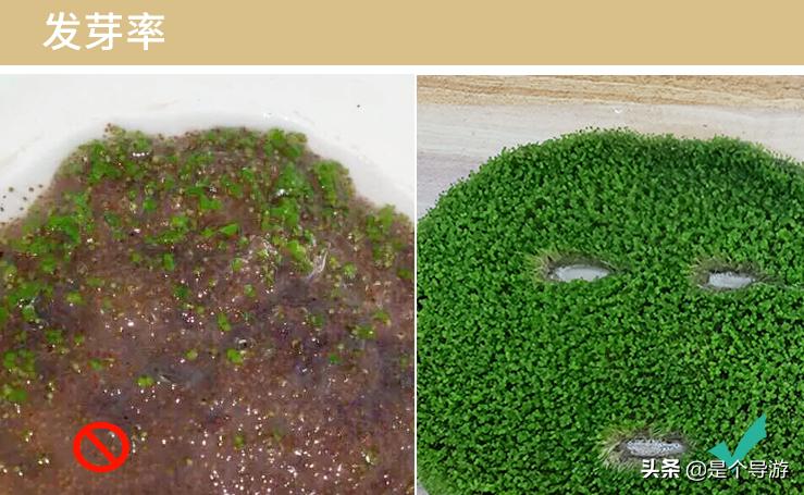 海藻面膜海藻是哪儿来的,海藻面膜的海藻是陆地上的吗