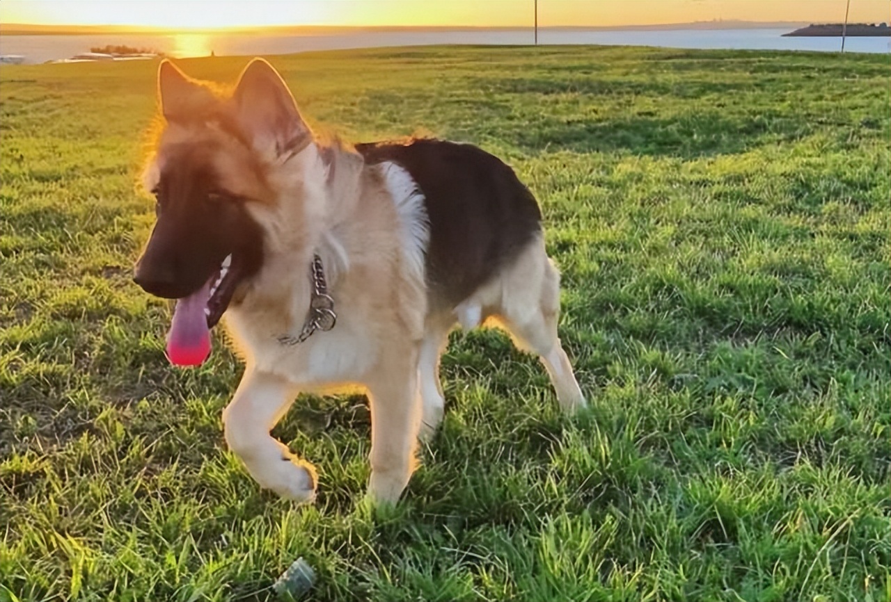 为什么德牧越来越受欢迎,德牧到底有多难养