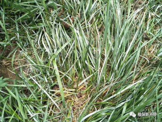 草坪锈病的病害预测及防治策略,草坪病害识别与防治