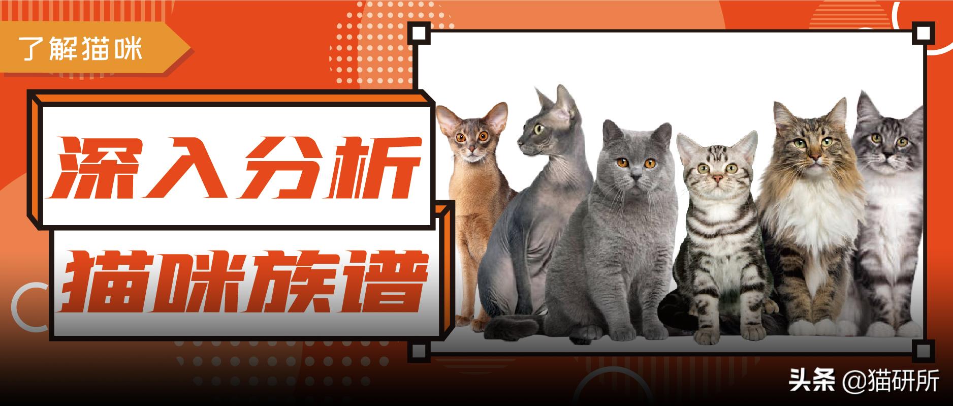 英短猫和美短哪个好养,英短跟美短猫咪