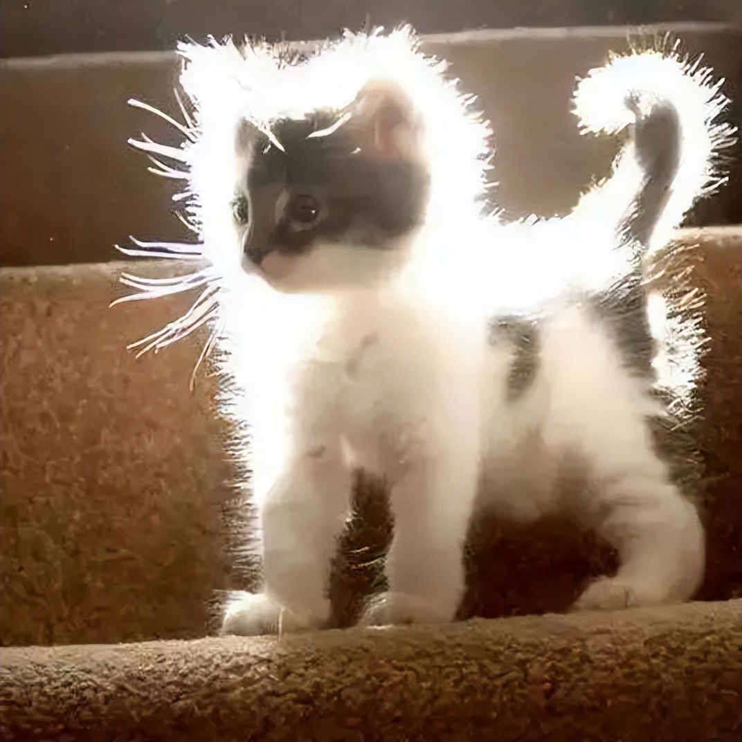 这招，让你家毛孩冬天出街也能回头率100%