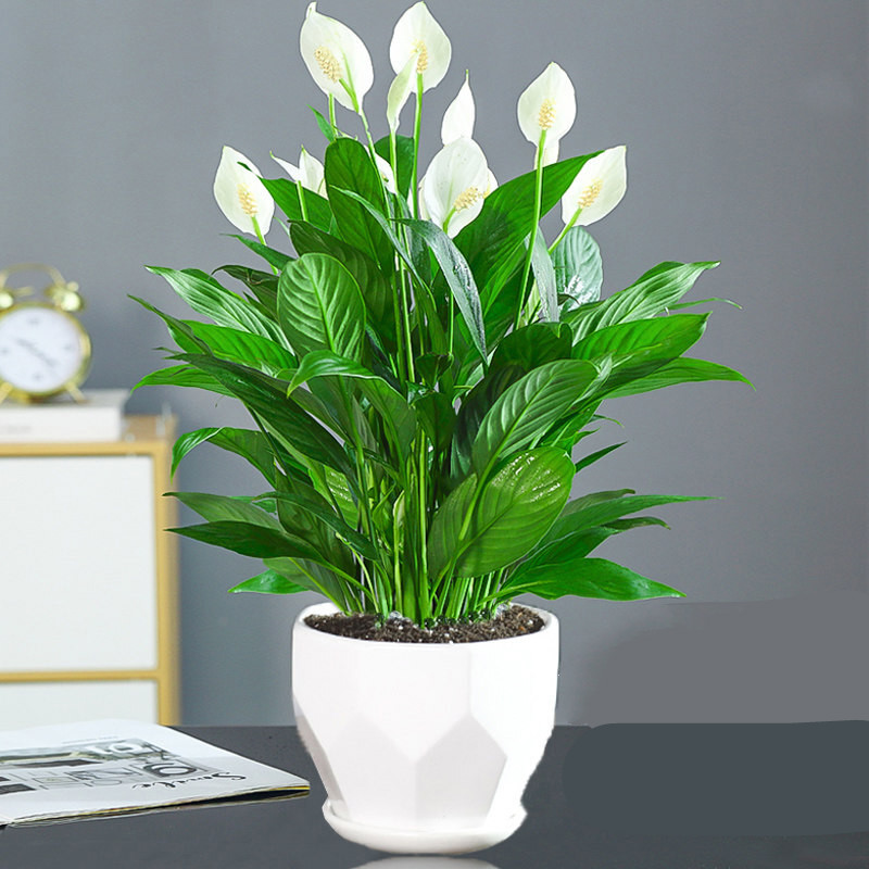 家里的花别瞎养5种招财开运花,室内放什么花转运