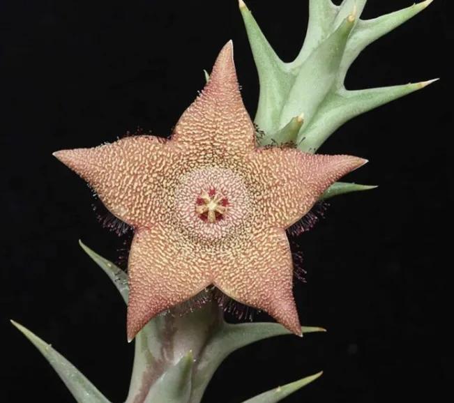 五星花有什么特点,五星花最漂亮的品种