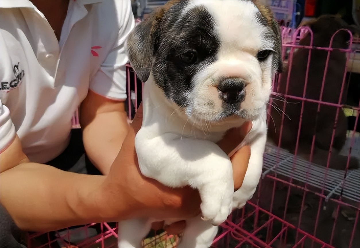 在狗市买狗需要注意哪些事项,在狗市买狗应该注意什么事项