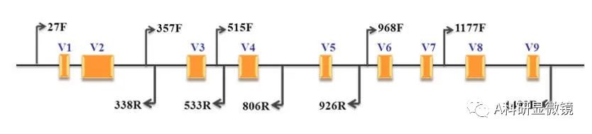 肠道菌群研究成功案例,肠道菌群16s测序结果如何看