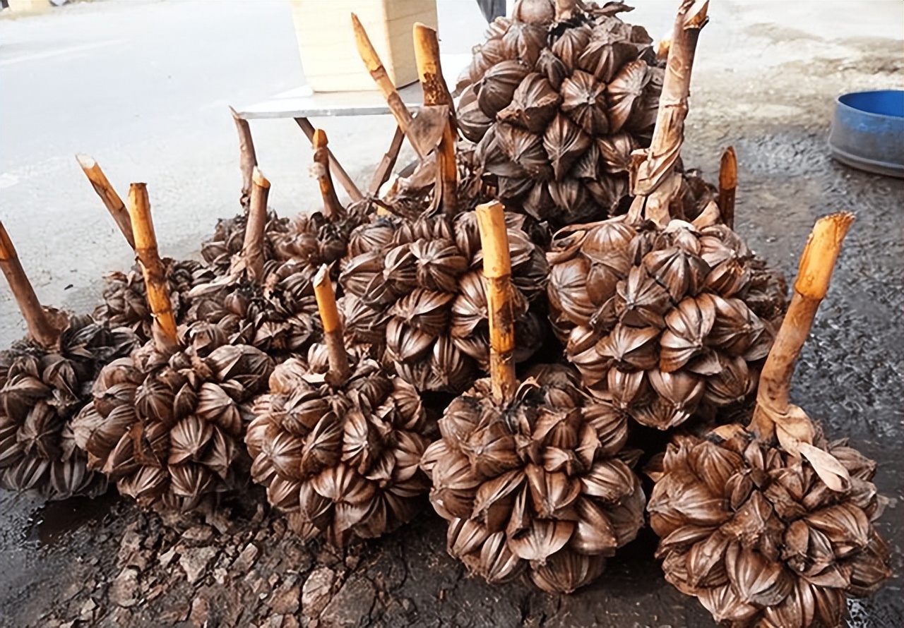 越南人来中国喜欢的水果,为什么越南人吃东西这么奇怪