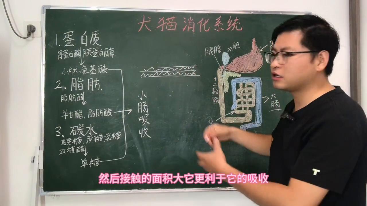 食物是如何被消化的呢,食物是如何被消化的科学实验报告