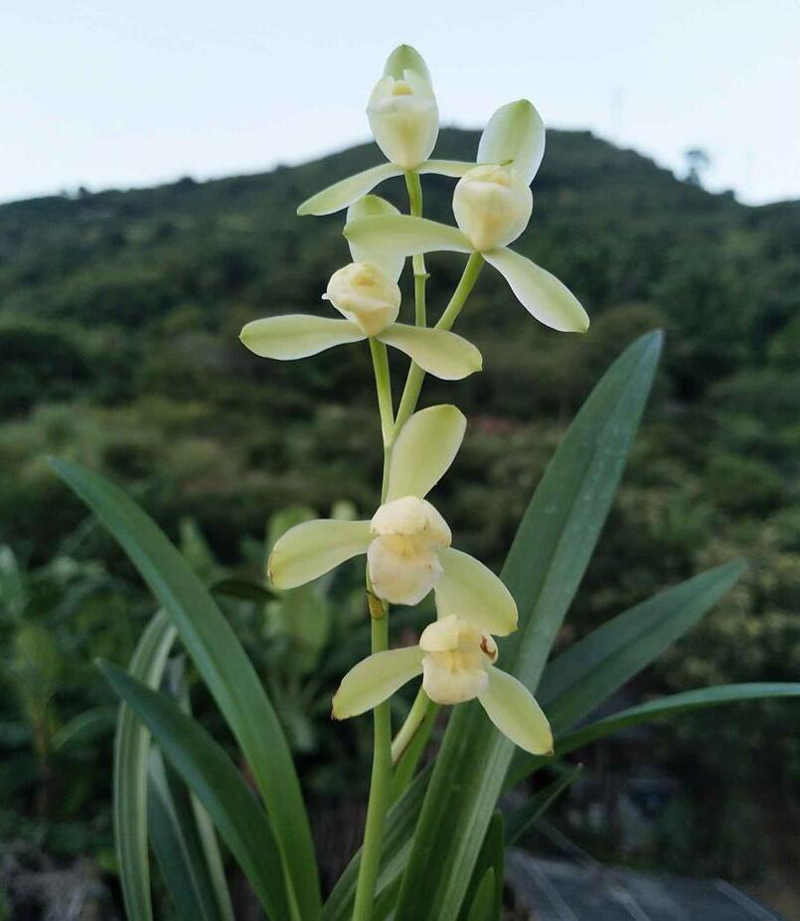 兰花的欣赏方法与标准,兰花是雍容富贵还是清雅脱俗