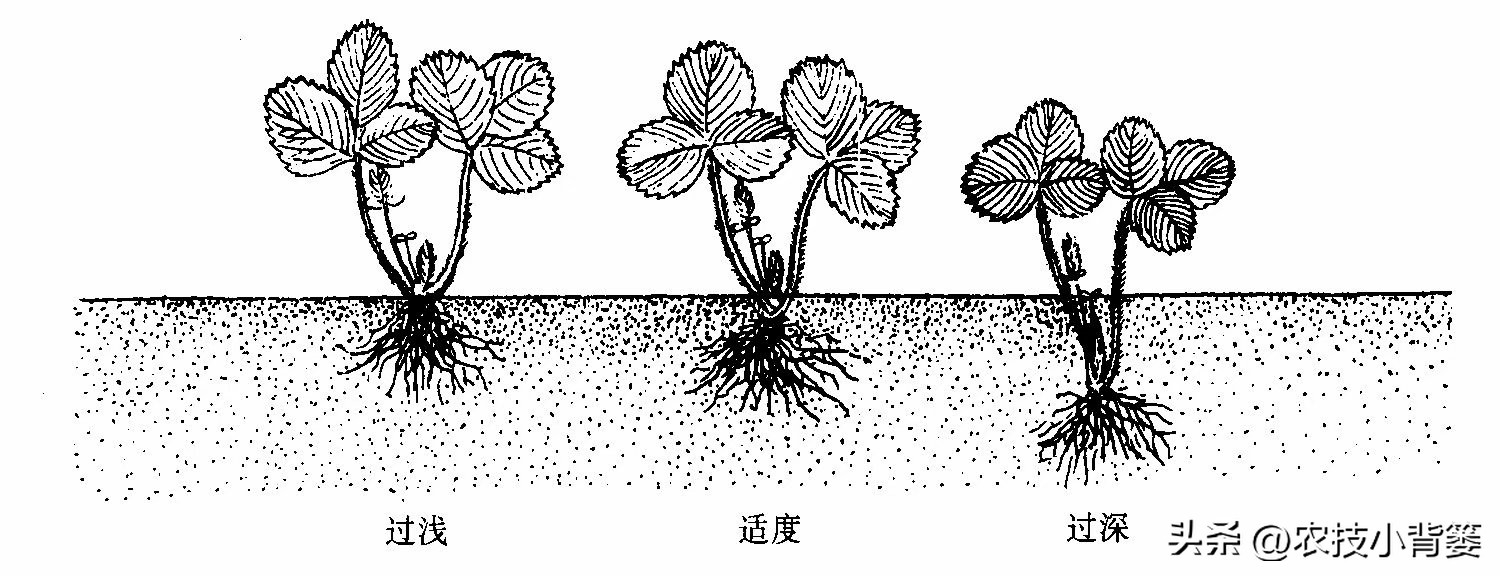 草莓的种植方法不用营养土种草莓,种草莓如果草莓苗有根如何种植