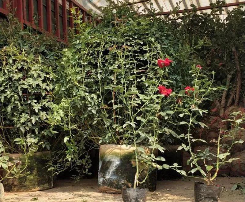 最近苗木行情走势,最近几年最新品种的苗木价格