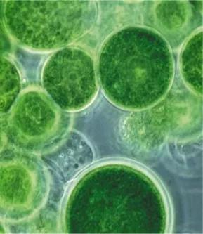 泥膜用多了屏障受损,护肤品推荐泥膜