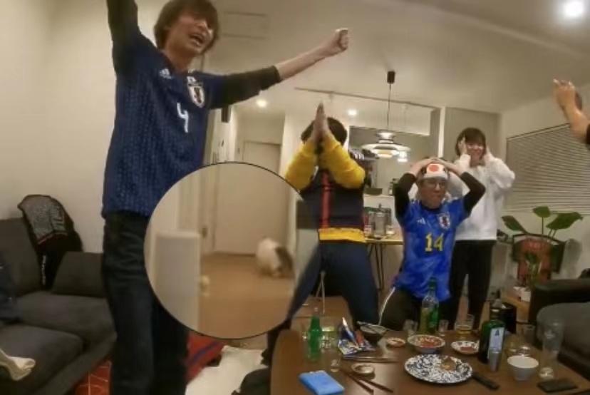 球迷庆祝时吓跑猫咪,日本球迷庆祝吓跑猫咪