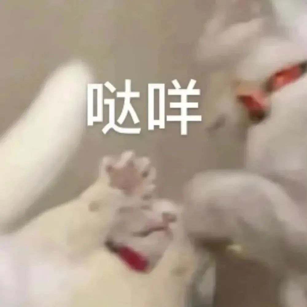 千万不要给猫吃的食物,这7种食物不要给猫吃