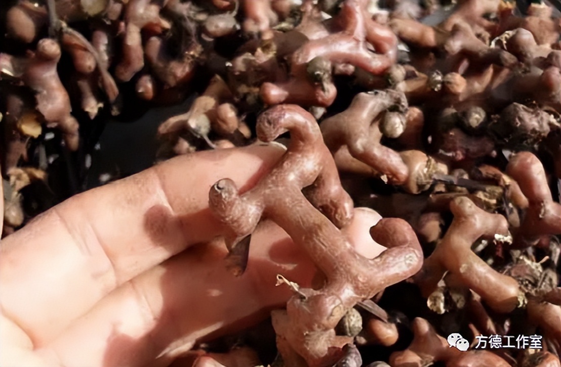 小时侯吃过的拐椒，为啥记忆是那样香甜