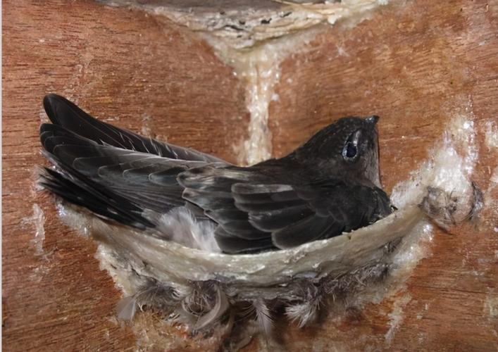 燕窝真的是用燕子的口水制成的吗,燕窝真的是燕子用嘴巴吐出来的吗