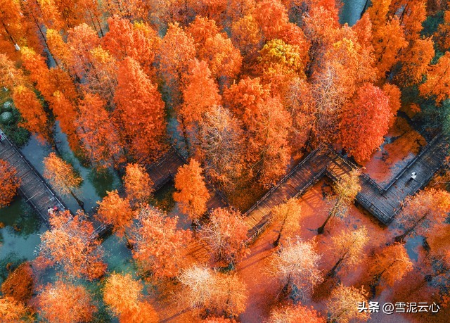 初冬山林的红叶,初冬雨天山林视频