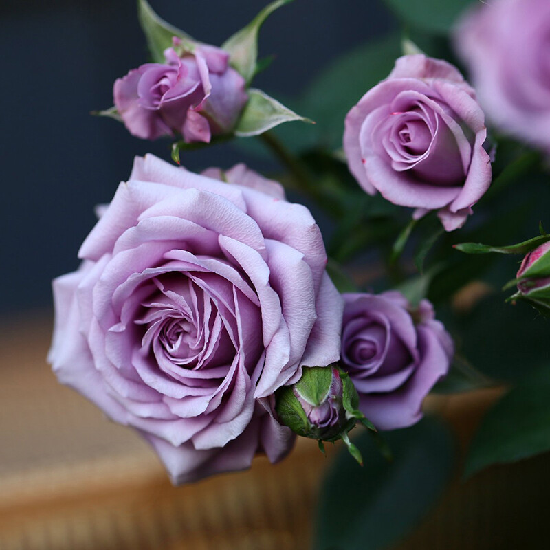 聪明又正派从不耍心机的星座,看似没有脾气实则最难哄的星座