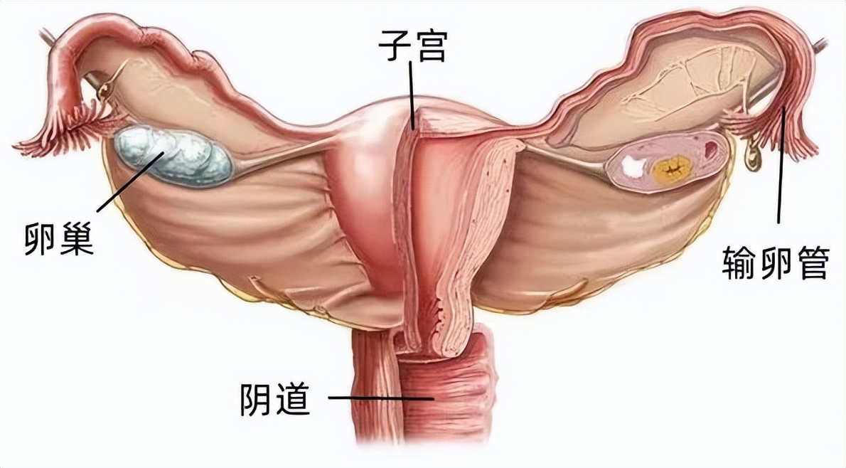 【全国肿瘤防治宣传周】关注异常阴道出血防治妇科肿瘤
