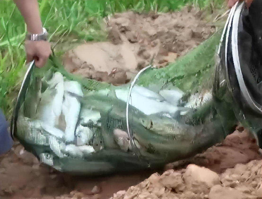 翘嘴来袭？嵊州一河道“翘嘴鱼泛滥”，有人半天钓了几十斤