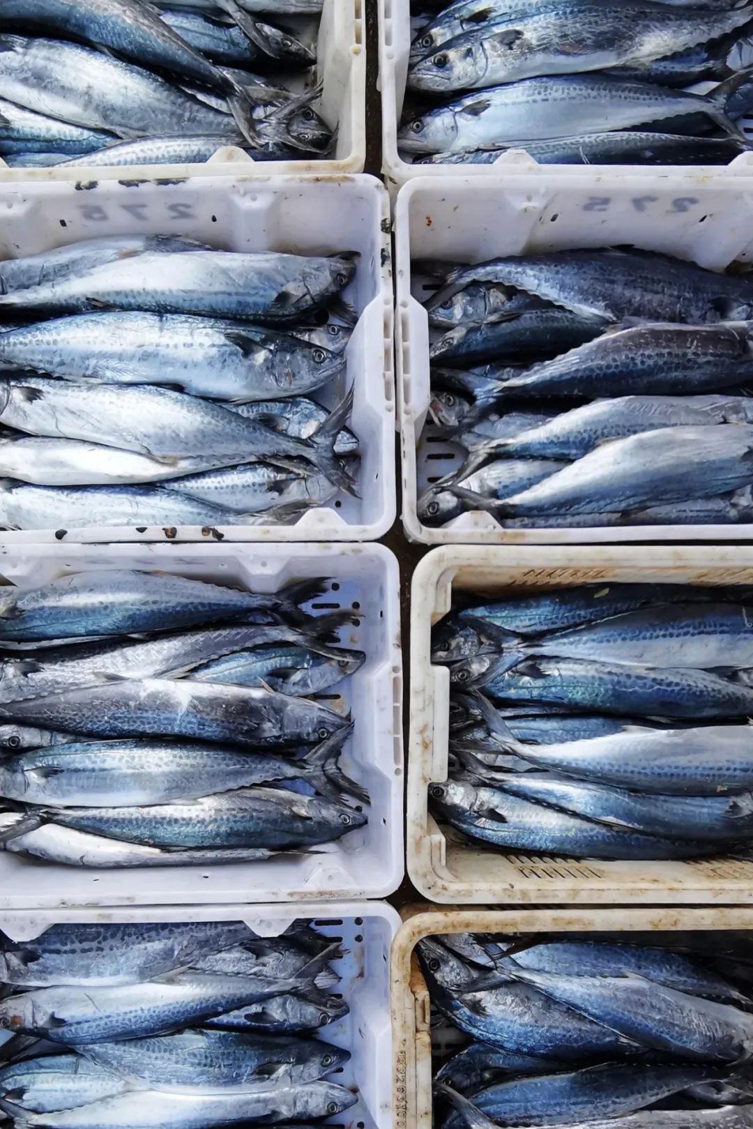 南方马鲛和北方马鲛哪个好吃,山东鲅鱼与南方马鲛鱼哪个好吃