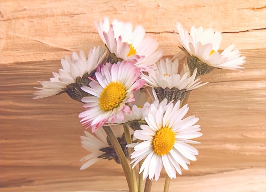 没有爱情的婚姻就别浪费生命,没有爱情的婚姻怎么继续下去