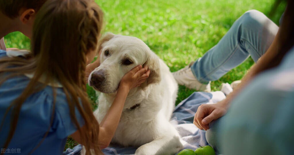 幼犬刚到家都有哪些注意事项,刚买的拉布拉多幼犬应该注意事项