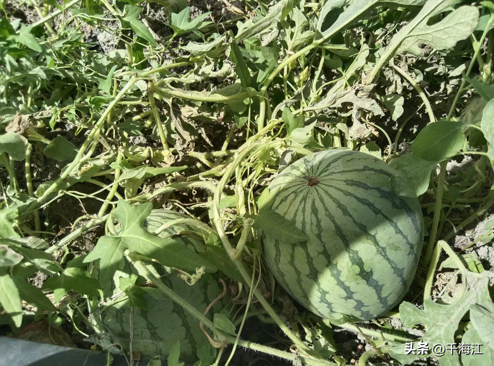 塞外水乡度假村怎么样,乌鲁木齐新市区塞外水乡门票价格