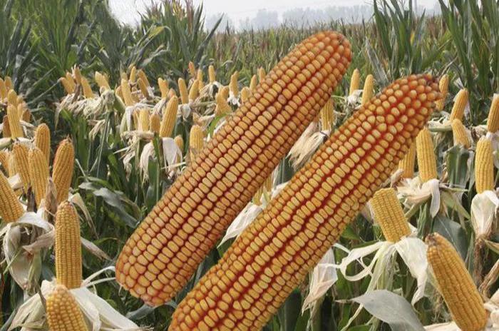 玉米高产新品种联创808产量怎么样,亩产3000斤玉米品种有哪些