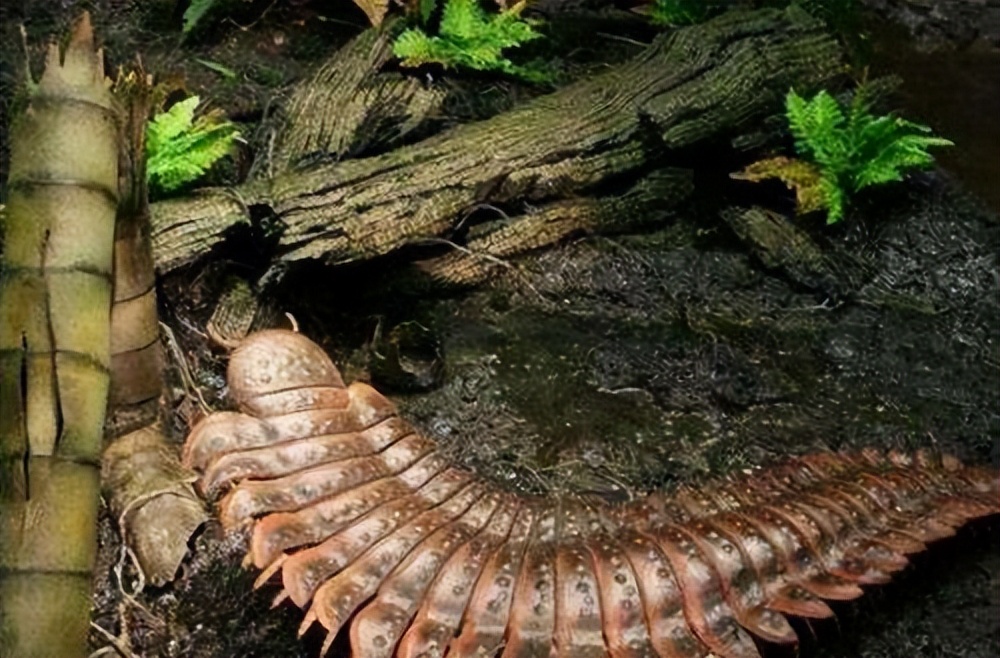 很久以前的蜈蚣最大能长到多大,史上最大的蜈蚣长1000厘米