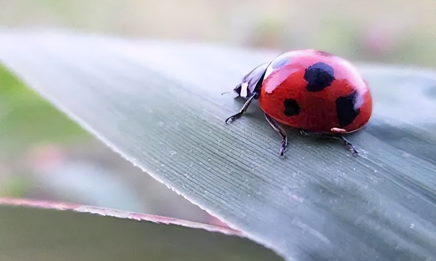 杀虫效果持久的农药,杀虫好的药物