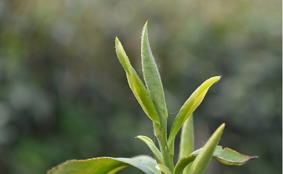 正宗口粮茶系列,最经济实惠的大品牌口粮茶