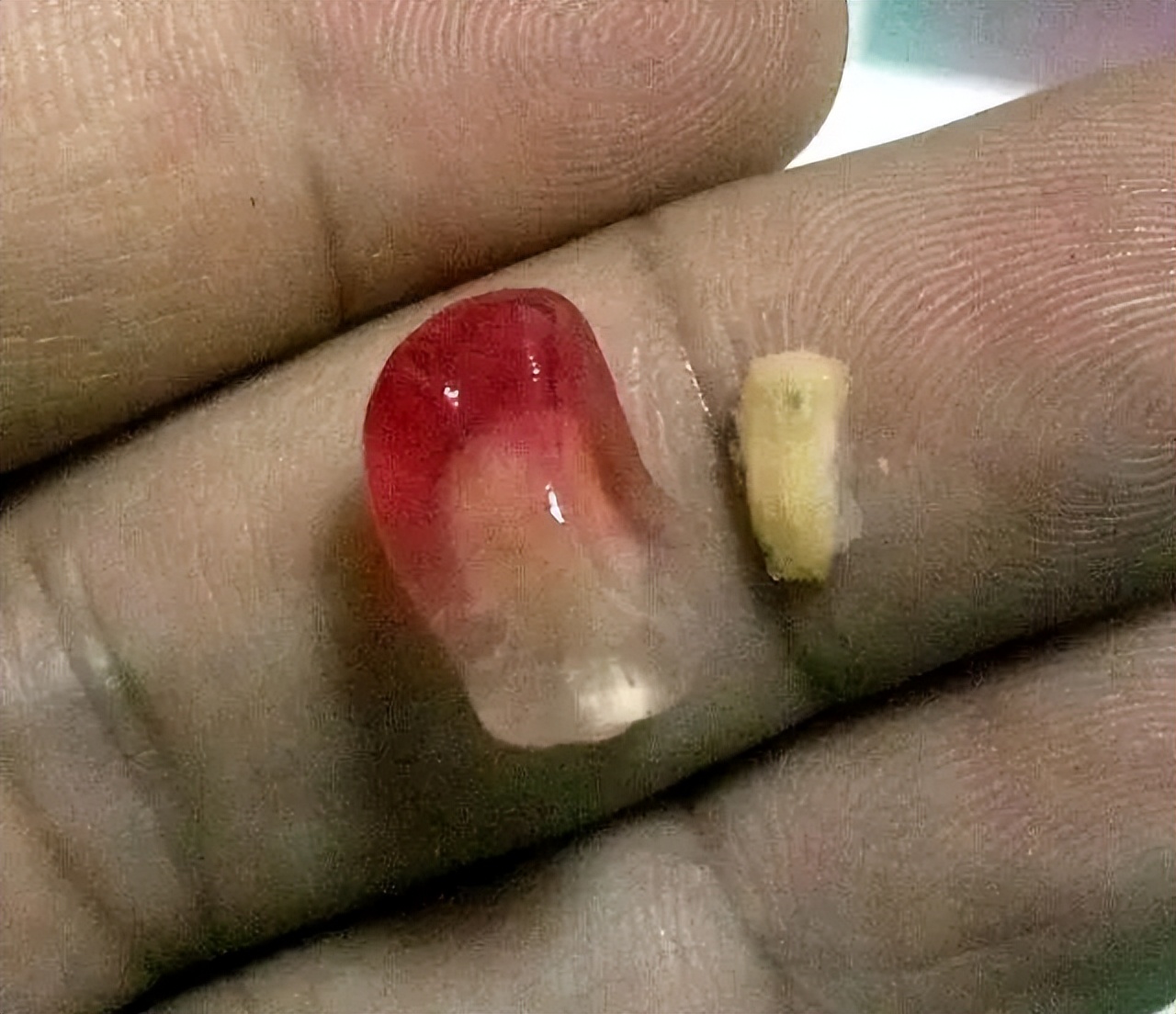 石榴苗怎么挑选,石榴会四季开花吗