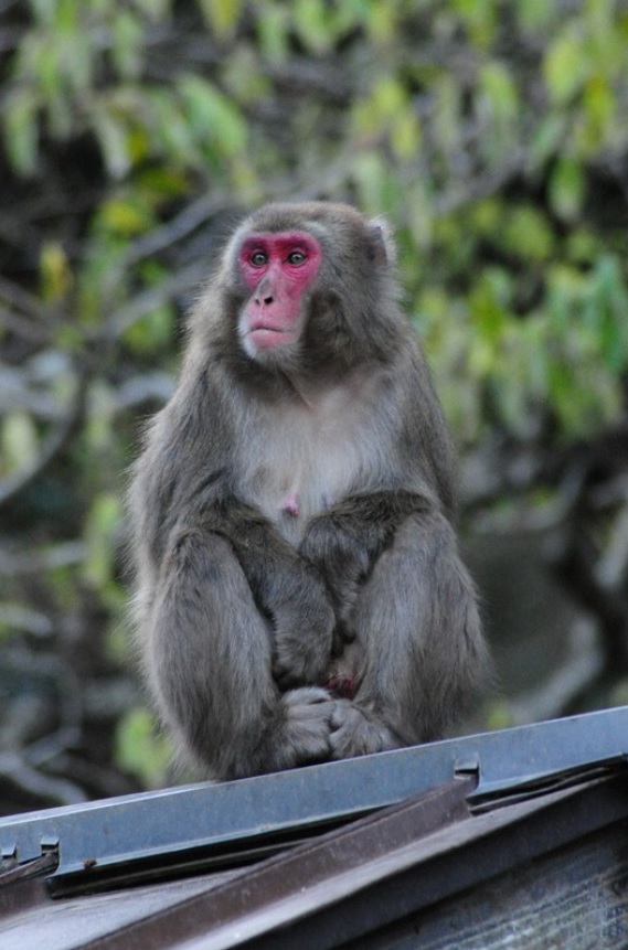 日本母猴称王,日本母猴王现状