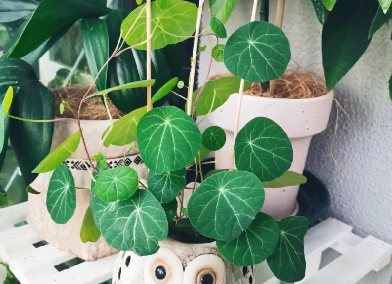 养山乌龟的风水,养山乌龟用什么盆最好