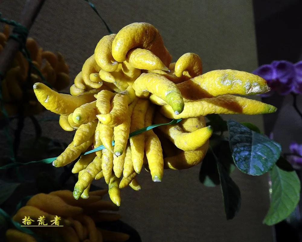 景观植物观果佛手图片高清,长得像佛手一样的东西叫什么植物