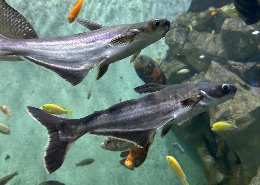 上海动物园自由行攻略路线推荐,上海动物园4a一日游攻略