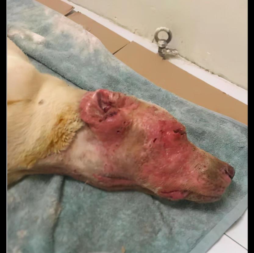 被人遗弃的拉布拉多怎么办,拉布拉多寄养生病被弃养