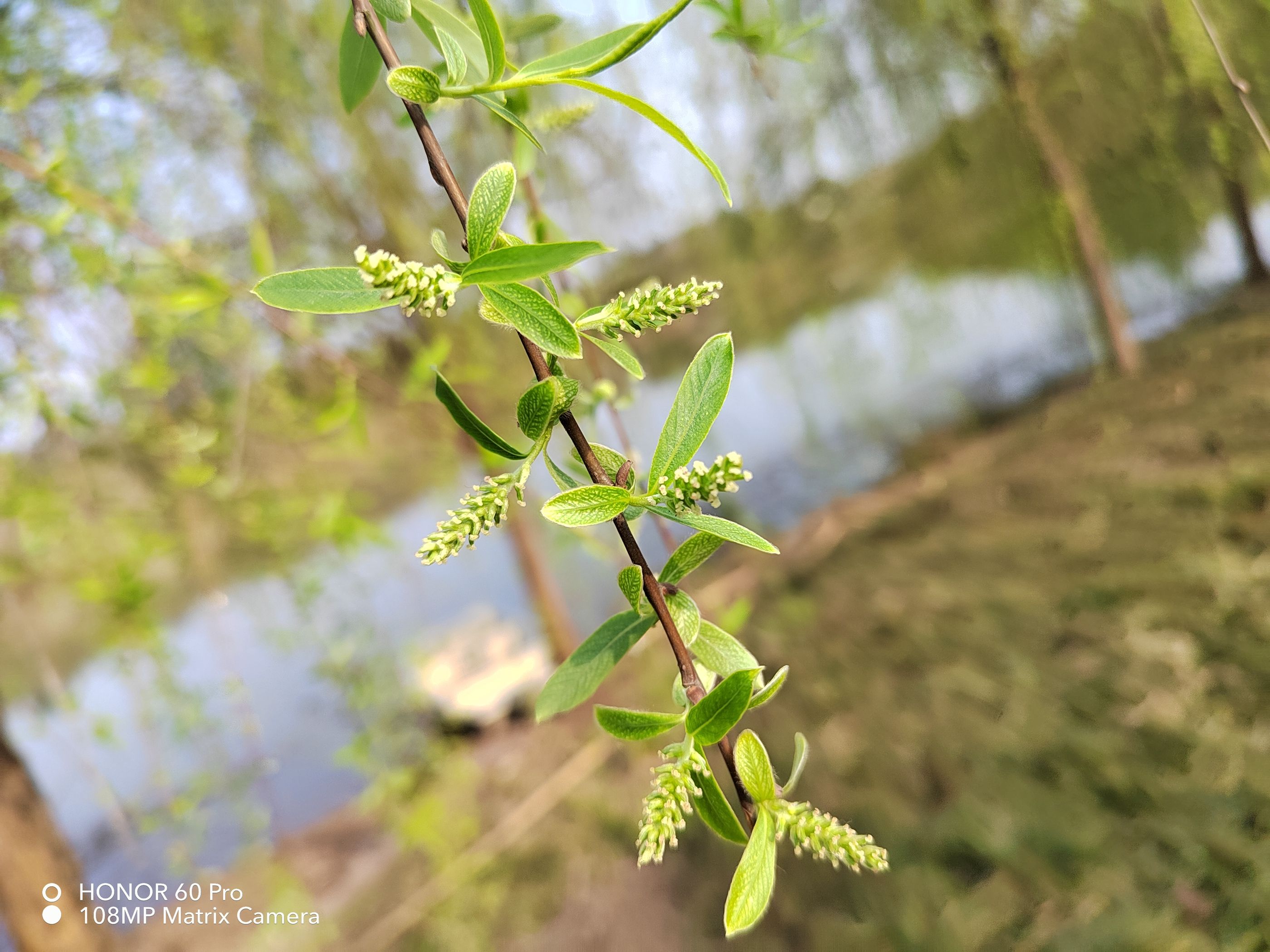 荣耀新出的手机荣耀60pro怎么样,荣耀60pro手机有哪些黑科技