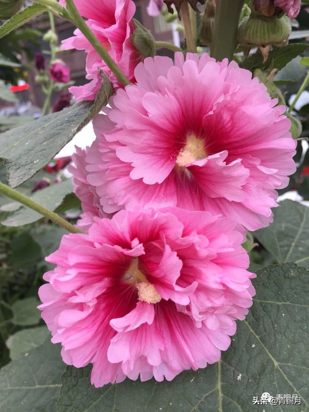 穆桂英之十二寡妇征西第24集下,扬琴戏穆桂英十二寡妇征西13集