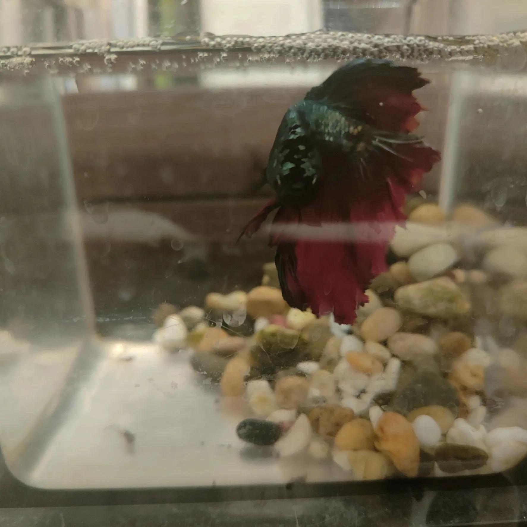 斗鱼新手入门攻略,斗鱼新手如何养