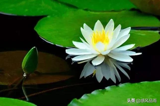 九十九朵美丽的国花送给你