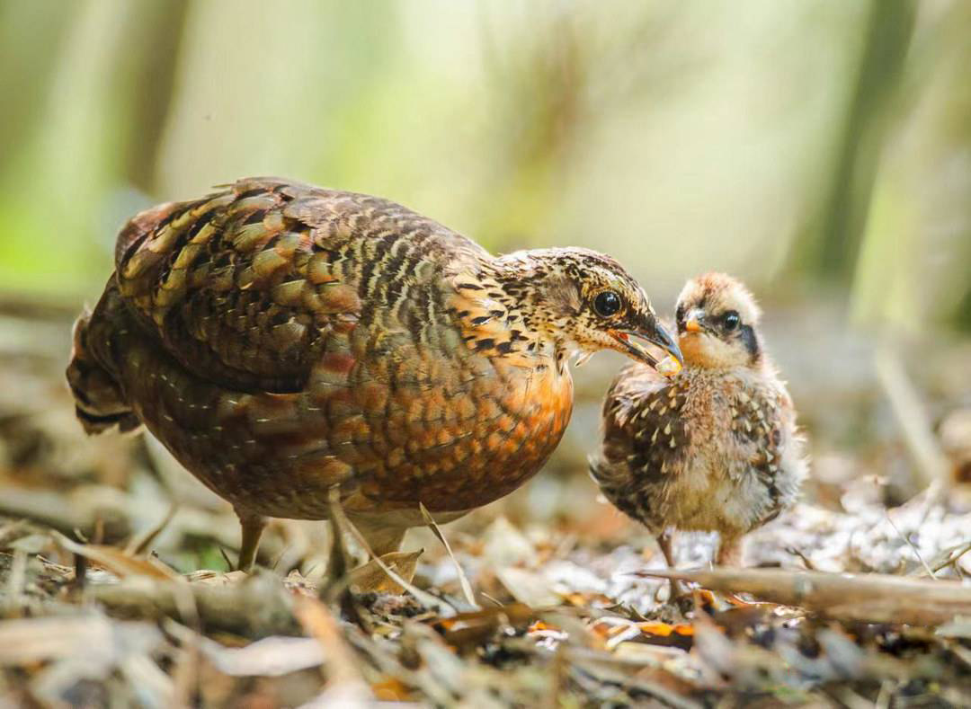 四川发现熊猫是真的吗,中华鹧鸪是濒危物种吗