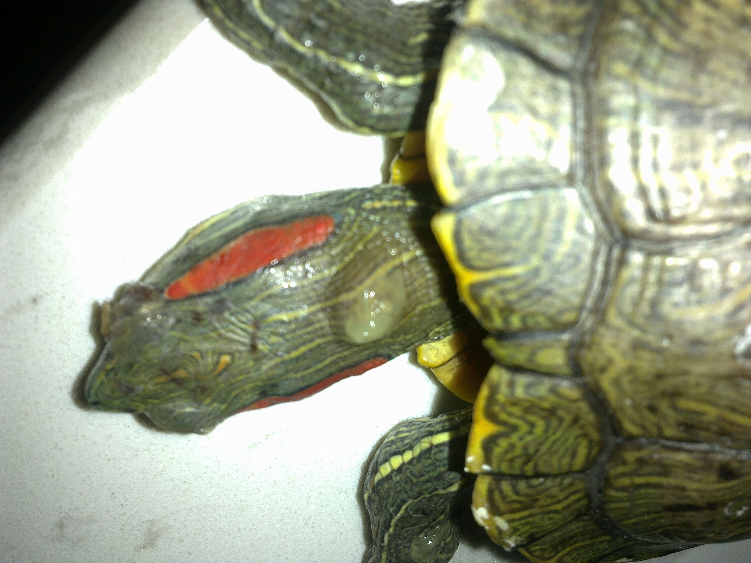 养龟必备的十大药,养龟知识100条解决养龟常见问题