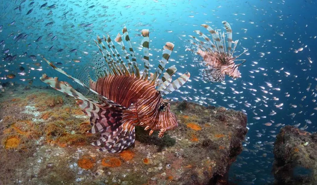 海岛控私藏的33个绝色海岛,盘点四个宝藏小众海岛