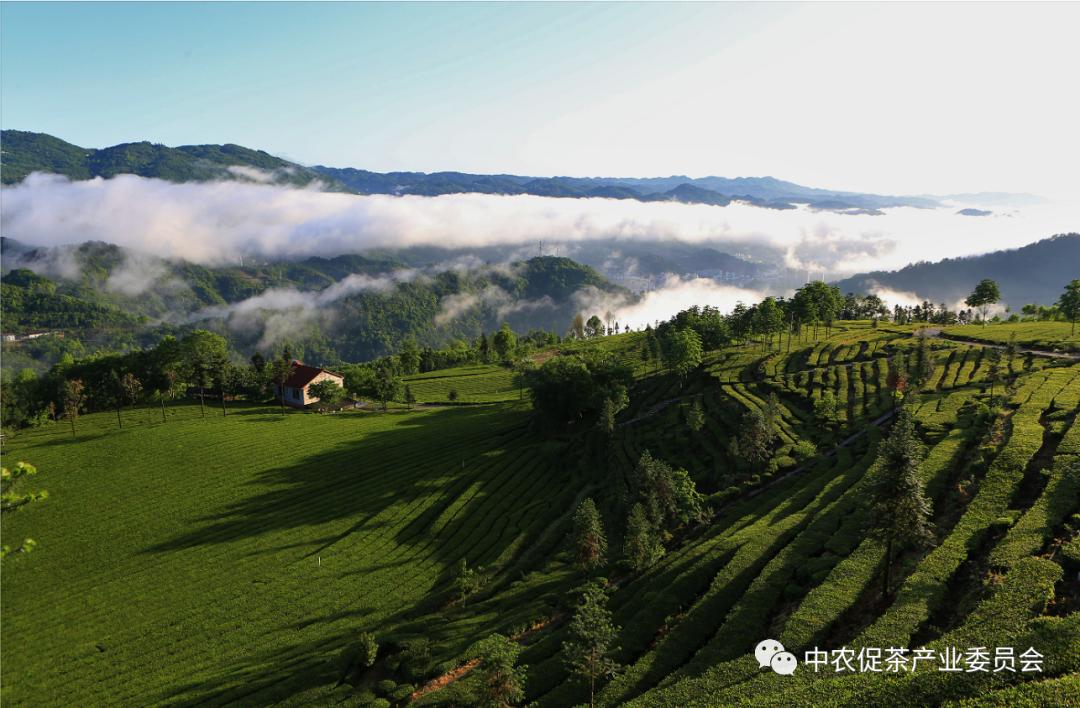 湖北省五峰毛尖绿茶,我为家乡代言五峰茶