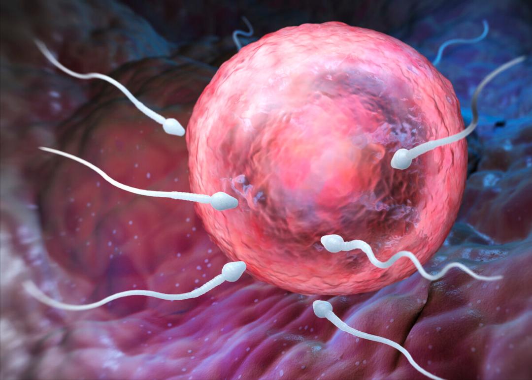 进入女性体内后，没和卵子结合的精子去哪里了？医生说出了真相