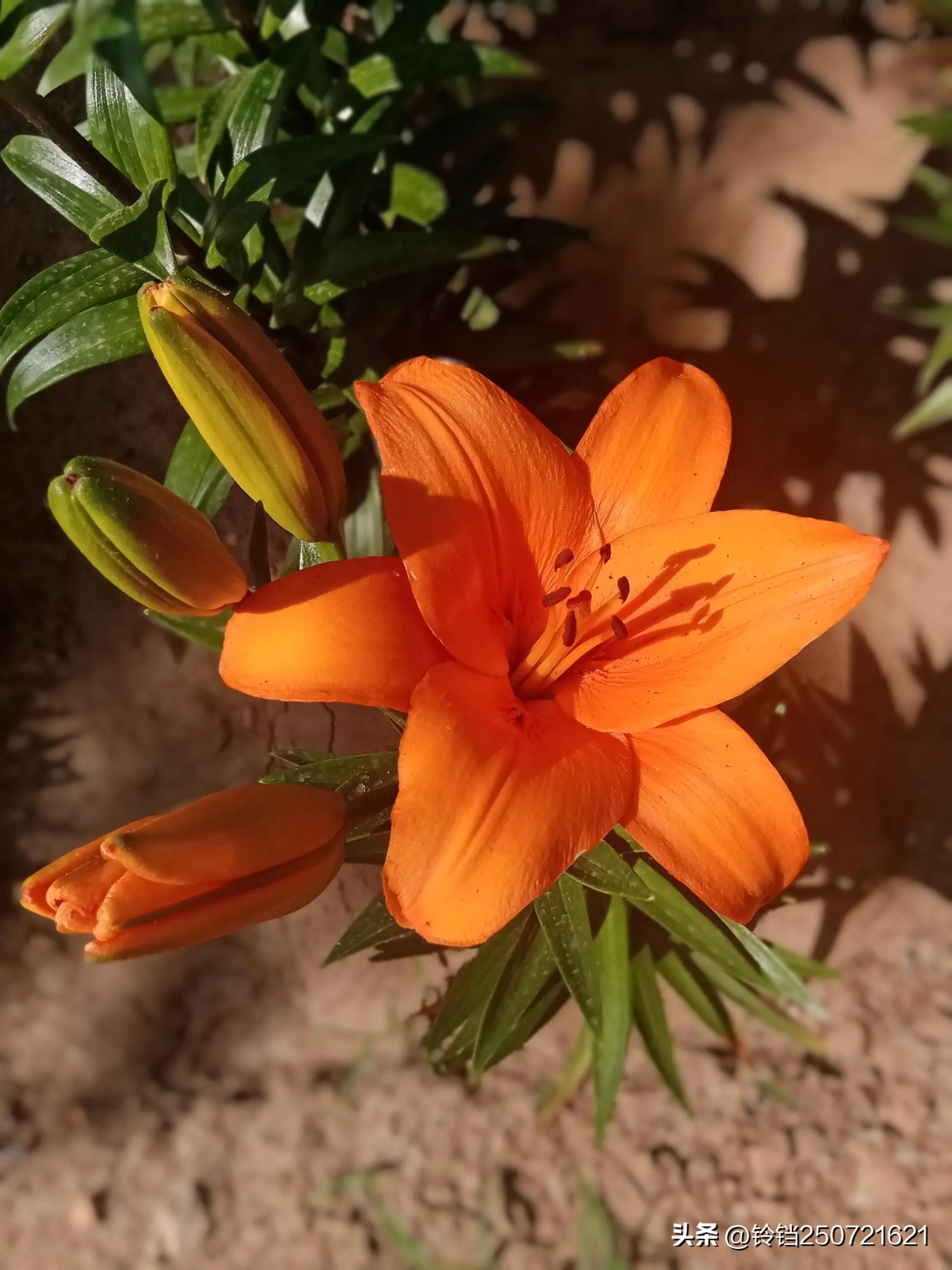 百合花开花的样子很美,花卉百合花四季开花