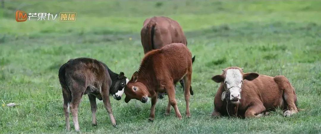 三体国产电视剧拍了几部,电视剧推荐9.0以上评分三体