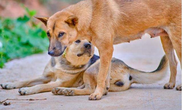 狗界中最通人性的5种狗,狗界最“通人性”的3种狗