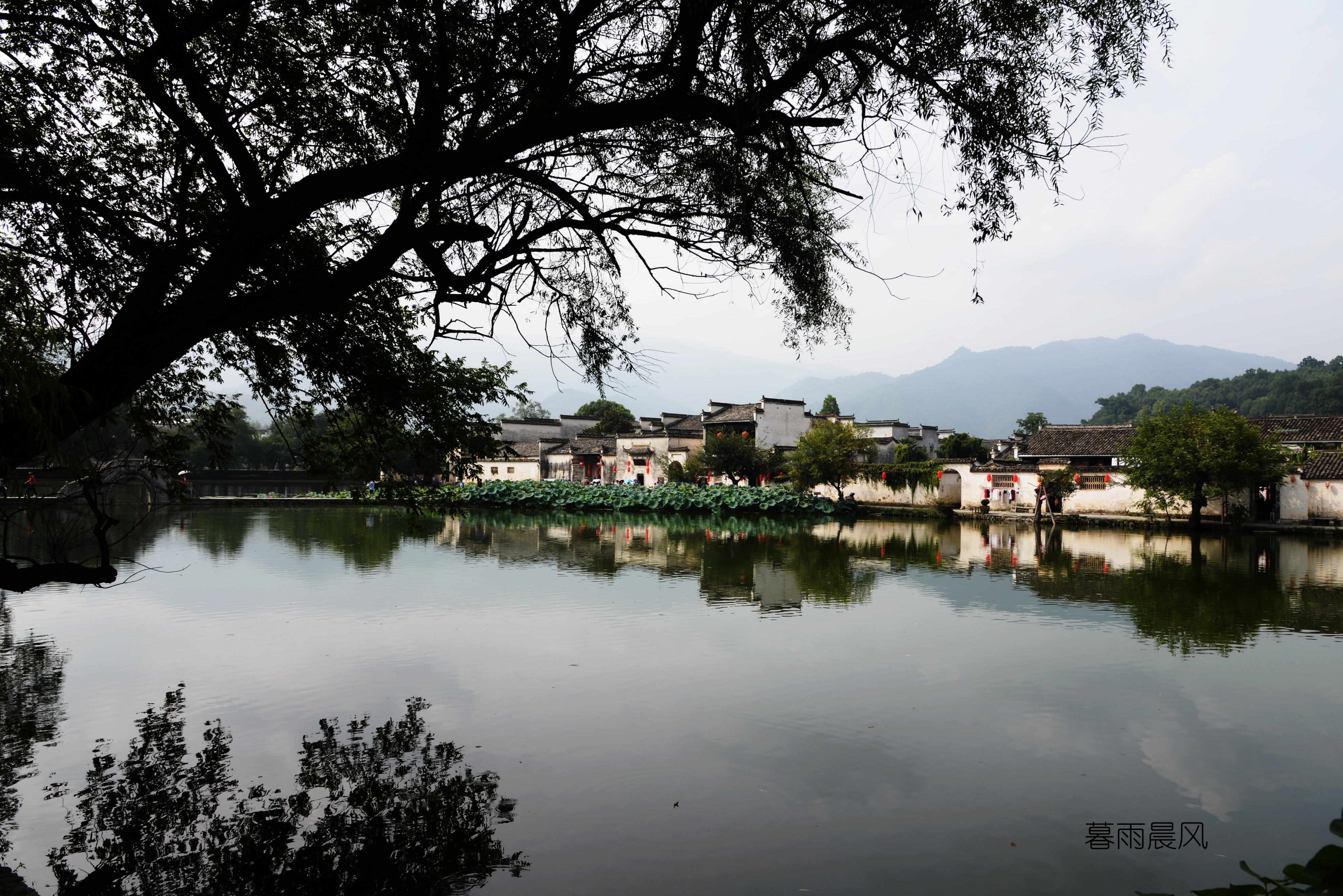 2014年黄山游,2014黄山银毫
